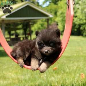 Nasir, Pomsky Puppy